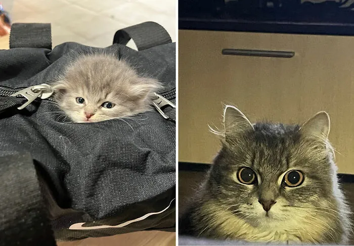 “Cat Grows”: This Community Shares Wholesome Photos Of Their Kittens Growing Into Cats (45 New Pics)