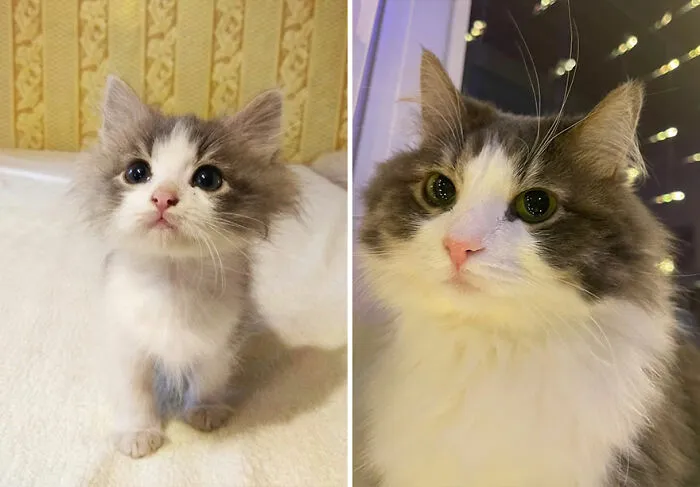 “Cat Grows”: This Community Shares Wholesome Photos Of Their Kittens Growing Into Cats (45 New Pics)