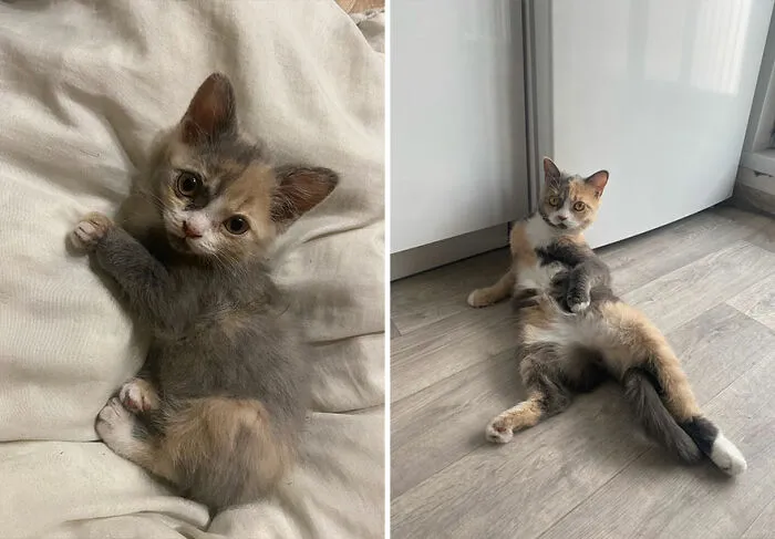 “Cat Grows”: This Community Shares Wholesome Photos Of Their Kittens Growing Into Cats (45 New Pics)