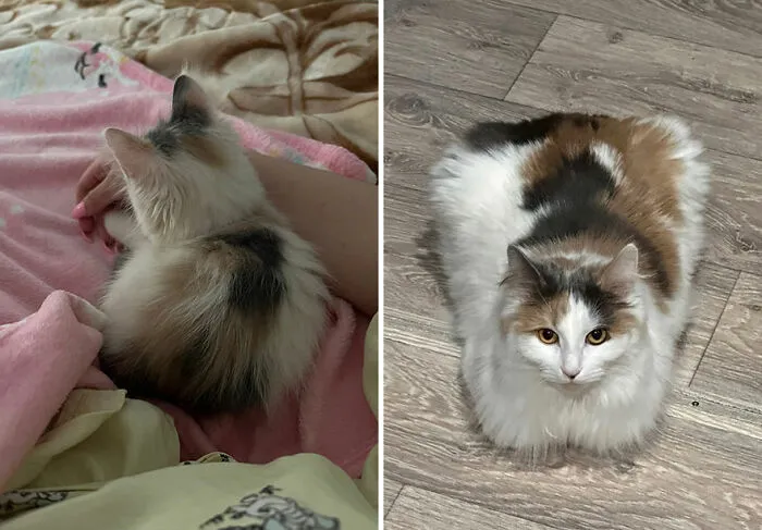“Cat Grows”: This Community Shares Wholesome Photos Of Their Kittens Growing Into Cats (45 New Pics)