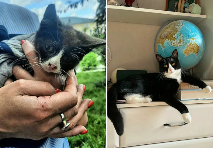“Cat Grows”: This Community Shares Wholesome Photos Of Their Kittens Growing Into Cats (45 New Pics)
