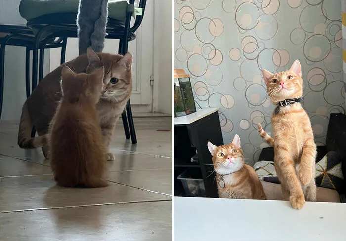 “Cat Grows”: This Community Shares Wholesome Photos Of Their Kittens Growing Into Cats (45 New Pics)