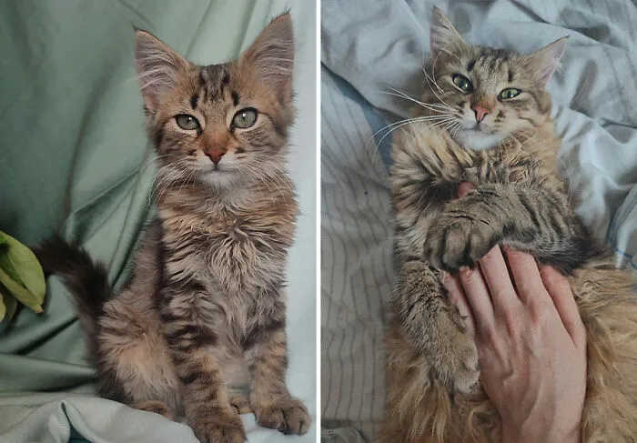 “Cat Grows”: This Community Shares Wholesome Photos Of Their Kittens Growing Into Cats (45 New Pics)