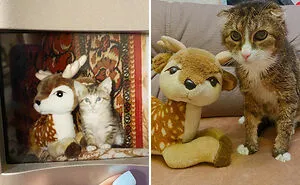 “Cat Grows”: This Community Shares Wholesome Photos Of Their Kittens Growing Into Cats (45 New Pics)
