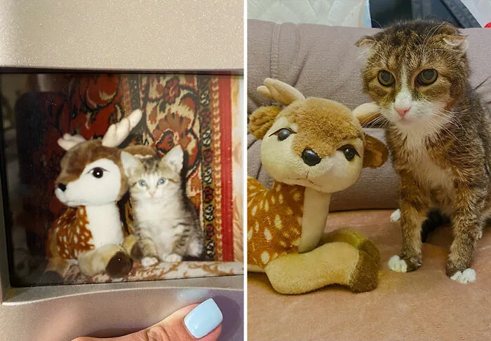 This Online Community Shares Adorable Side-By-Side Comparisons Of Cats Now And When They Were Little (New Pics)