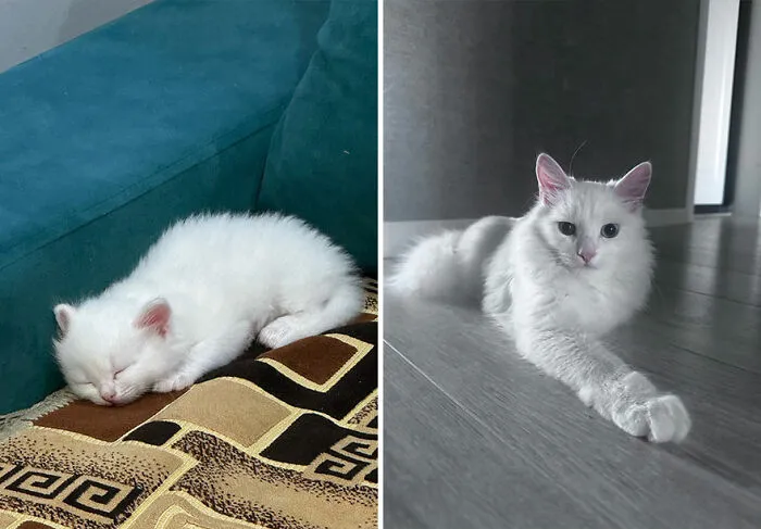 “Cat Grows”: This Community Shares Wholesome Photos Of Their Kittens Growing Into Cats (45 New Pics)