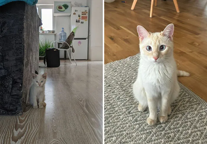 “Cat Grows”: This Community Shares Wholesome Photos Of Their Kittens Growing Into Cats (45 New Pics)