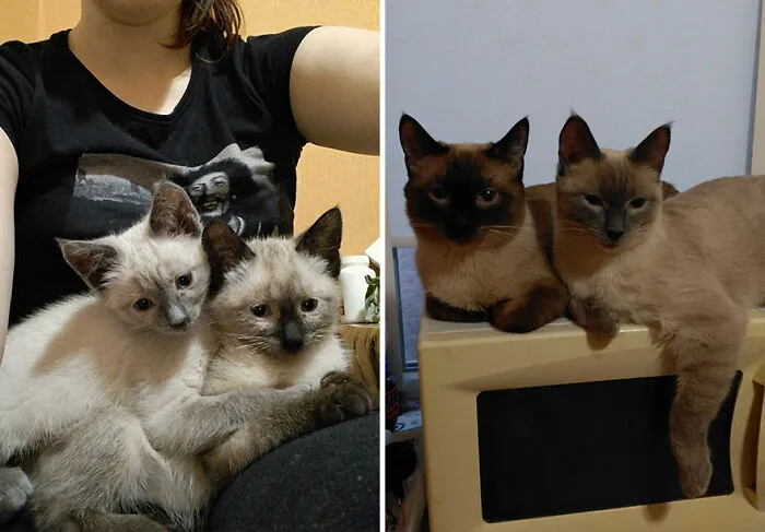 “Cat Grows”: This Community Shares Wholesome Photos Of Their Kittens Growing Into Cats (45 New Pics)