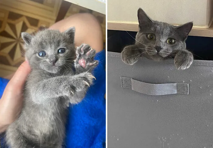 “Cat Grows”: This Community Shares Wholesome Photos Of Their Kittens Growing Into Cats (45 New Pics)