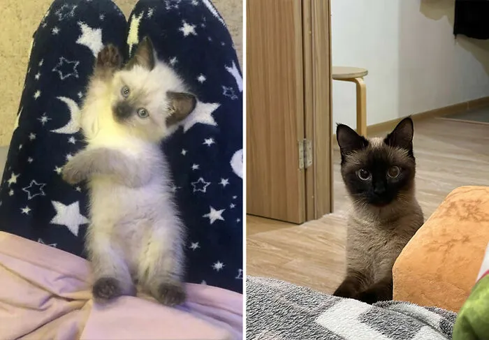 “Cat Grows”: This Community Shares Wholesome Photos Of Their Kittens Growing Into Cats (45 New Pics)