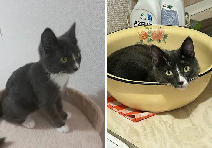 “Cat Grows”: This Community Shares Wholesome Photos Of Their Kittens Growing Into Cats (45 New Pics)