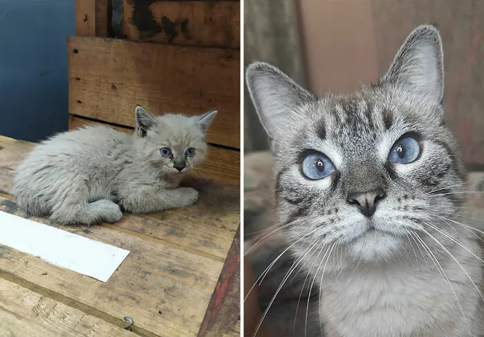“Cat Grows”: This Community Shares Wholesome Photos Of Their Kittens Growing Into Cats (45 New Pics)