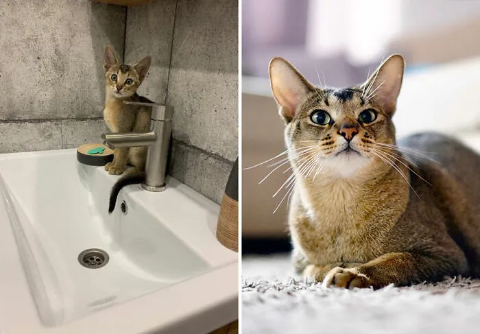 “Cat Grows”: This Community Shares Wholesome Photos Of Their Kittens Growing Into Cats (45 New Pics)