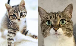 “Cat Grows”: This Community Shares Wholesome Photos Of Their Kittens Growing Into Cats (45 New Pics)