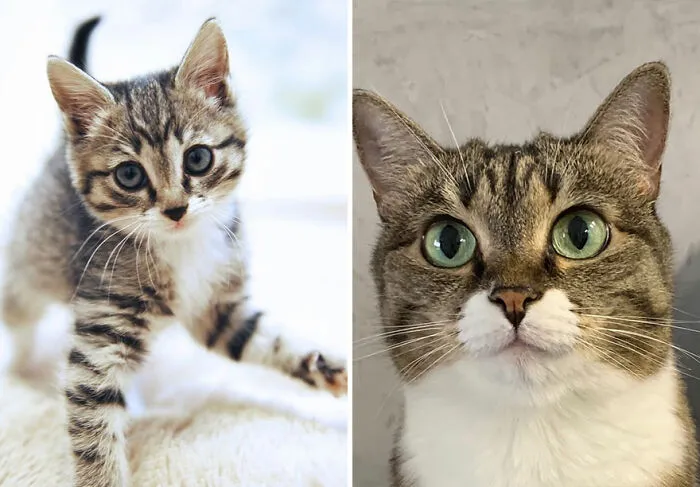 This Online Community Shares Adorable Side-By-Side Comparisons Of Cats Now And When They Were Little (New Pics)