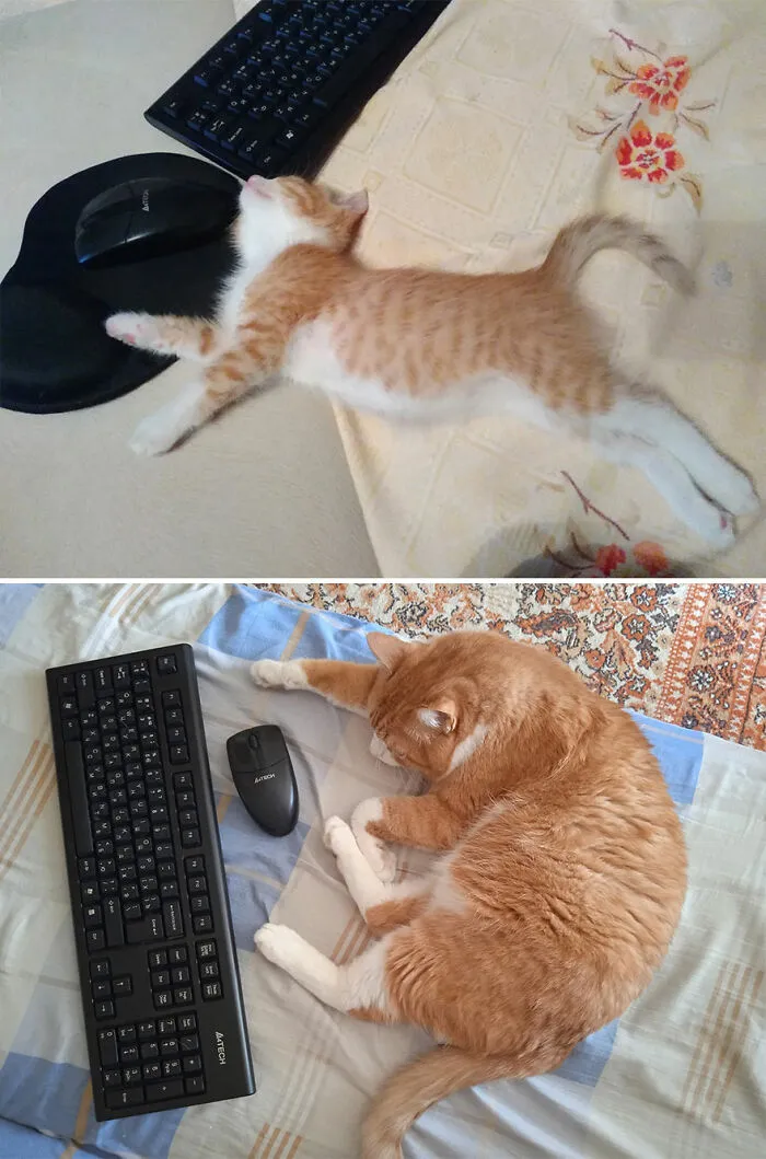 “Cat Grows”: This Community Shares Wholesome Photos Of Their Kittens Growing Into Cats (45 New Pics)