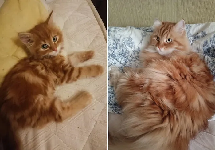 “Cat Grows”: This Community Shares Wholesome Photos Of Their Kittens Growing Into Cats (45 New Pics)