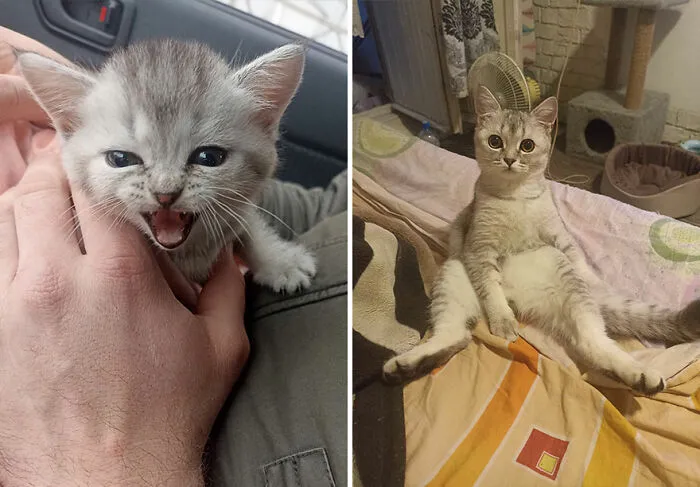 “Cat Grows”: This Community Shares Wholesome Photos Of Their Kittens Growing Into Cats (45 New Pics)