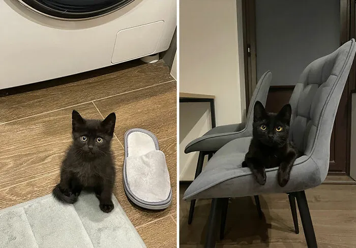 “Cat Grows”: This Community Shares Wholesome Photos Of Their Kittens Growing Into Cats (45 New Pics)