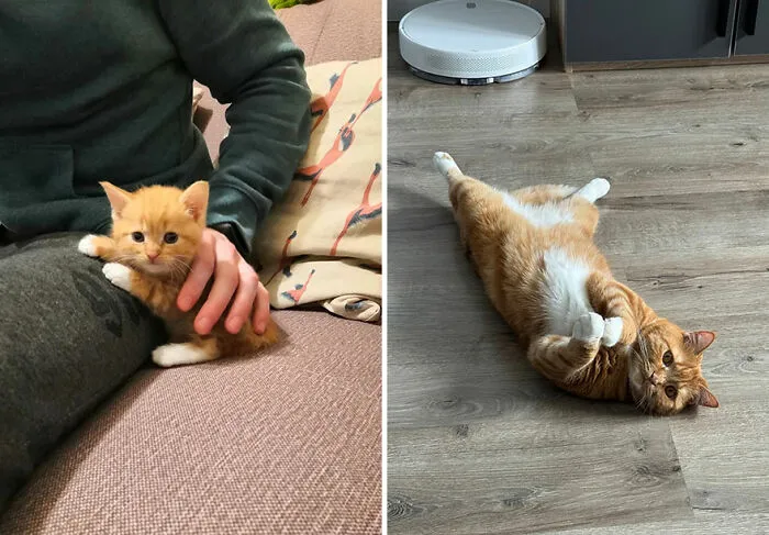 “Cat Grows”: This Community Shares Wholesome Photos Of Their Kittens Growing Into Cats (45 New Pics)