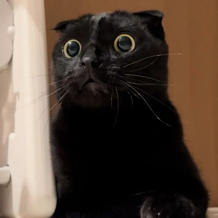 Say Hello To MeonJi, The Black Cat Whose Adorable Pics Are Spreading Joy (22 New Pics)