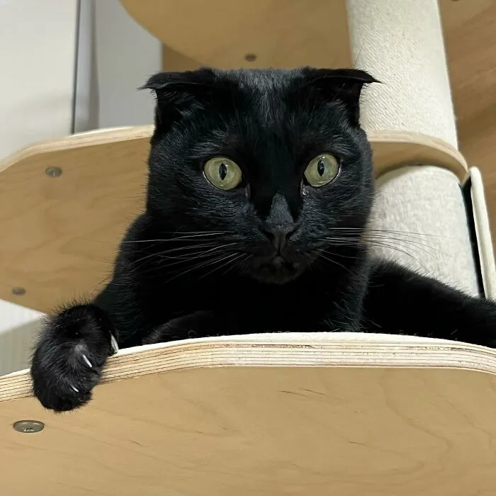 Say Hello To MeonJi, The Black Cat Whose Adorable Pics Are Spreading Joy (22 New Pics)