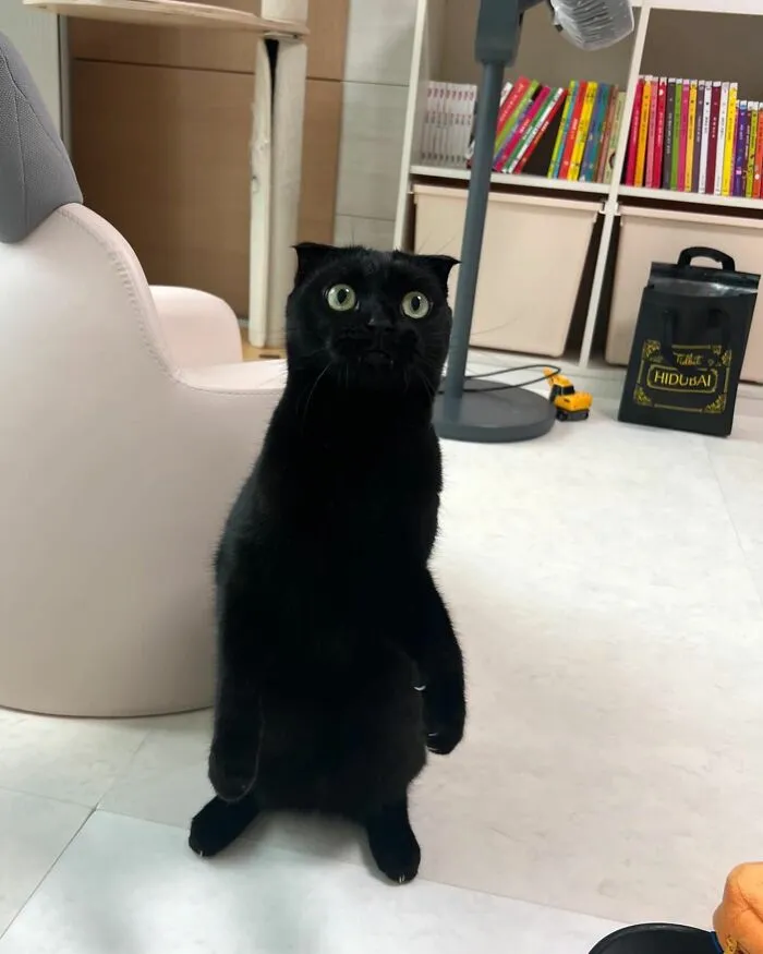 Say Hello To MeonJi, The Black Cat Whose Adorable Pics Are Spreading Joy (22 New Pics)