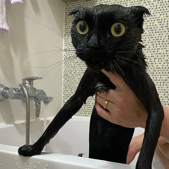 Say Hello To MeonJi, The Black Cat Whose Adorable Pics Are Spreading Joy (22 New Pics)