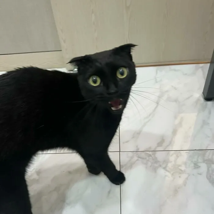 Say Hello To MeonJi, The Black Cat Whose Adorable Pics Are Spreading Joy (22 New Pics)