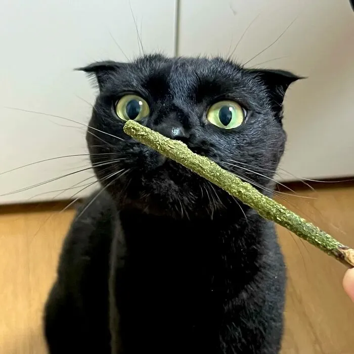 Say Hello To MeonJi, The Black Cat Whose Adorable Pics Are Spreading Joy (22 New Pics)