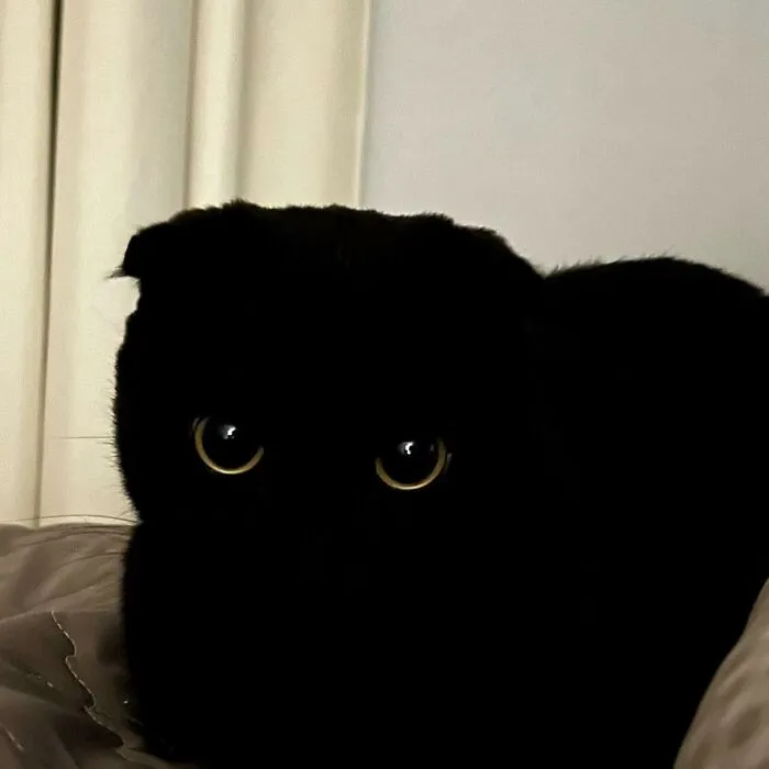 Say Hello To MeonJi, The Black Cat Whose Adorable Pics Are Spreading Joy (22 New Pics)