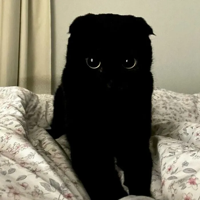 Say Hello To MeonJi, The Black Cat Whose Adorable Pics Are Spreading Joy (22 New Pics)