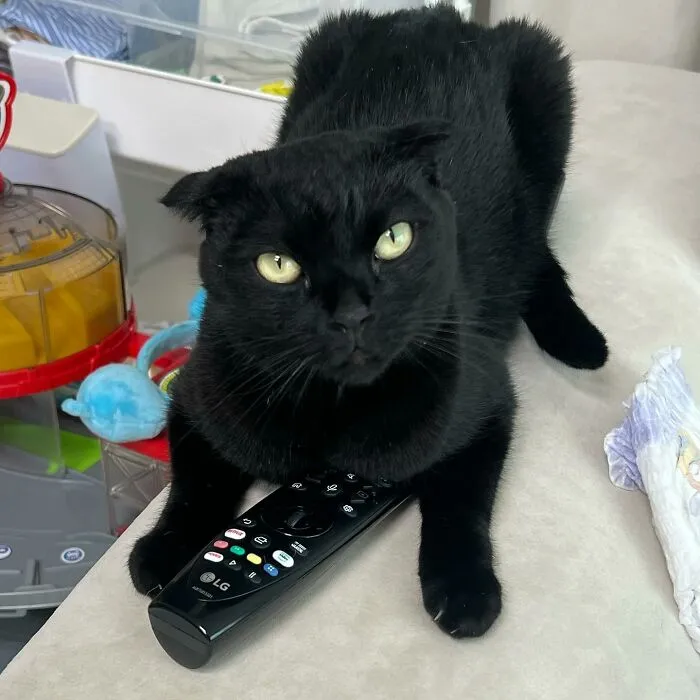 Say Hello To MeonJi, The Black Cat Whose Adorable Pics Are Spreading Joy (22 New Pics)