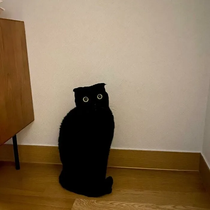 Say Hello To MeonJi, The Black Cat Whose Adorable Pics Are Spreading Joy (22 New Pics)