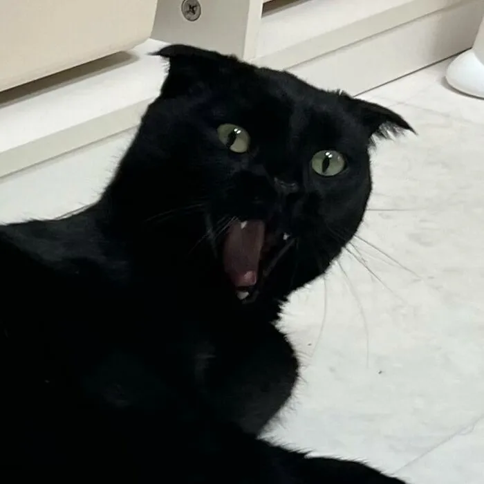 Say Hello To MeonJi, The Black Cat Whose Adorable Pics Are Spreading Joy (22 New Pics)