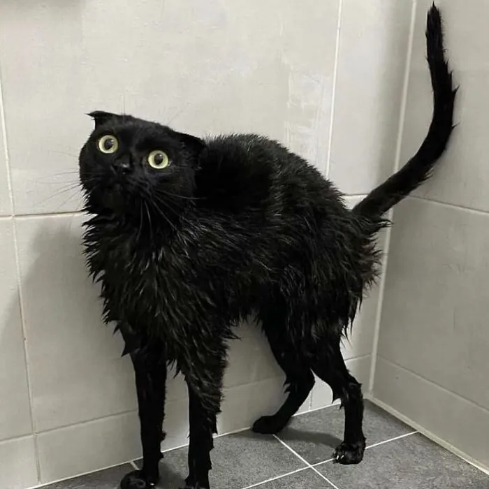 Say Hello To MeonJi, The Black Cat Whose Adorable Pics Are Spreading Joy (22 New Pics)