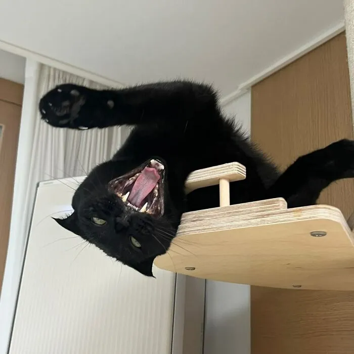 Say Hello To MeonJi, The Black Cat Whose Adorable Pics Are Spreading Joy (22 New Pics)