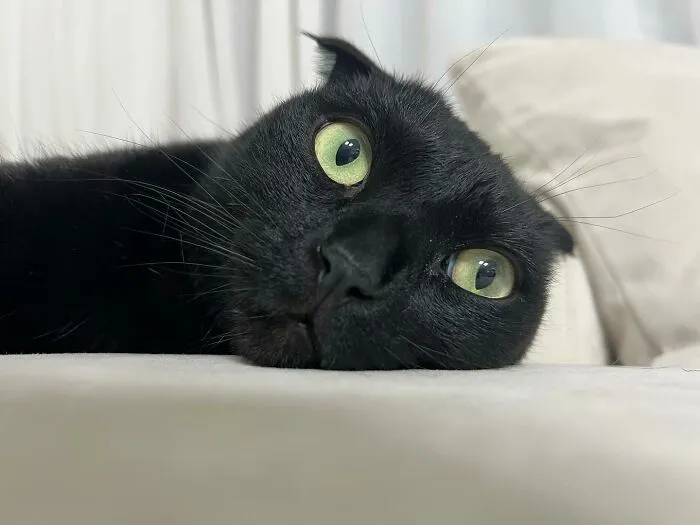 Say Hello To MeonJi, The Black Cat Whose Adorable Pics Are Spreading Joy (22 New Pics)