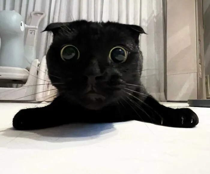 Say Hello To MeonJi, The Black Cat Whose Adorable Pics Are Spreading Joy (22 New Pics)