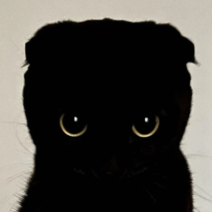 Say Hello To MeonJi, The Black Cat Whose Adorable Pics Are Spreading Joy (22 New Pics)