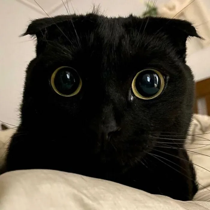 Say Hello To MeonJi, The Black Cat Whose Adorable Pics Are Spreading Joy (22 New Pics)