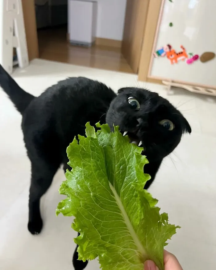 Say Hello To MeonJi, The Black Cat Whose Adorable Pics Are Spreading Joy (22 New Pics)