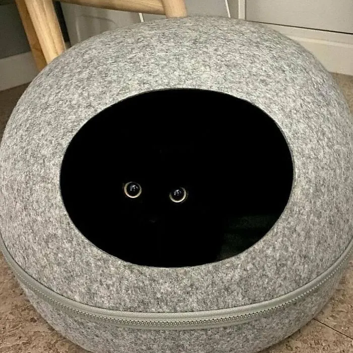 Say Hello To MeonJi, The Black Cat Whose Adorable Pics Are Spreading Joy (22 New Pics)