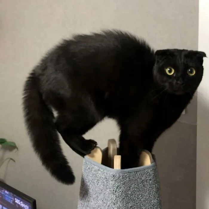 Say Hello To MeonJi, The Black Cat Whose Adorable Pics Are Spreading Joy (22 New Pics)