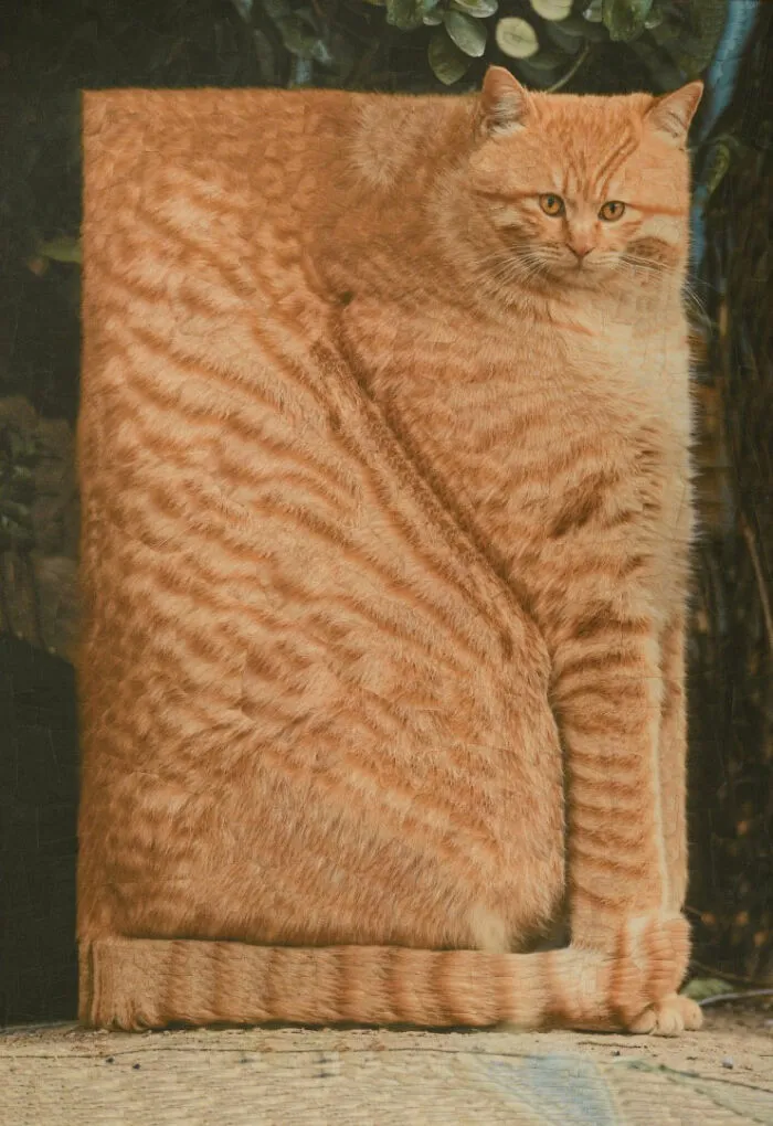 Artist Creates Unusual Pet Portraits Through Distortion, And Here Are Her 80 Best Works