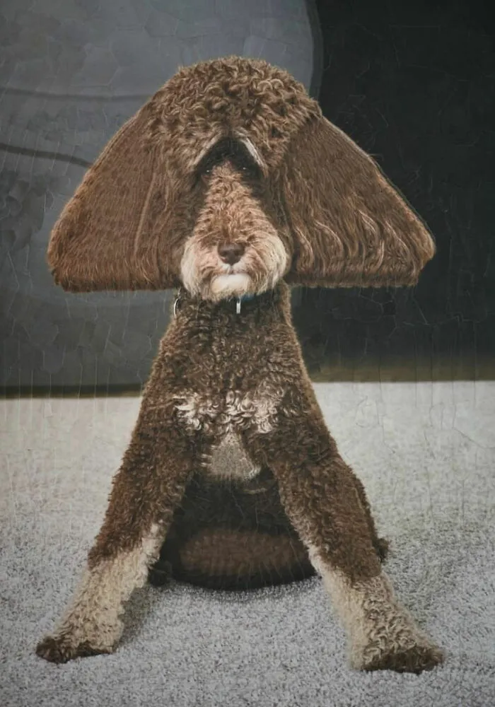 Artist Creates Unusual Pet Portraits Through Distortion, And Here Are Her 80 Best Works