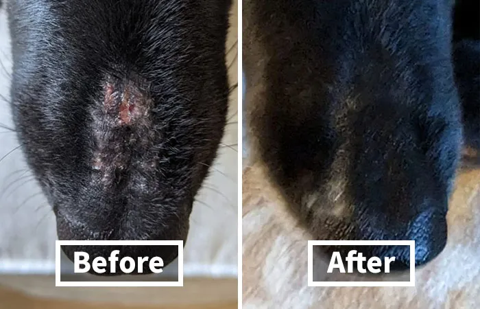 Sun Protection Isn't Just For Humans! This <a Style="Display:inline;" Href=" Https://Www.amazon.com/Epi-Pet-Sun-Protector-Spray-Pets/Dp/B002ai39qw?ie=utf8&th=1&linkcode=ll1&tag=bppanther-20&linkid=d31efea599cc5655cced4b9cabdaf48f&language=en_us&ref_=as_li_ss_tl" Target="_blank"><span Style="Font: Inherit; Color: #d74b1f;"> K-9 Care Sunscreen</Span> Will Keep Your Dog's Skin Safe And Healthy All Summer Long