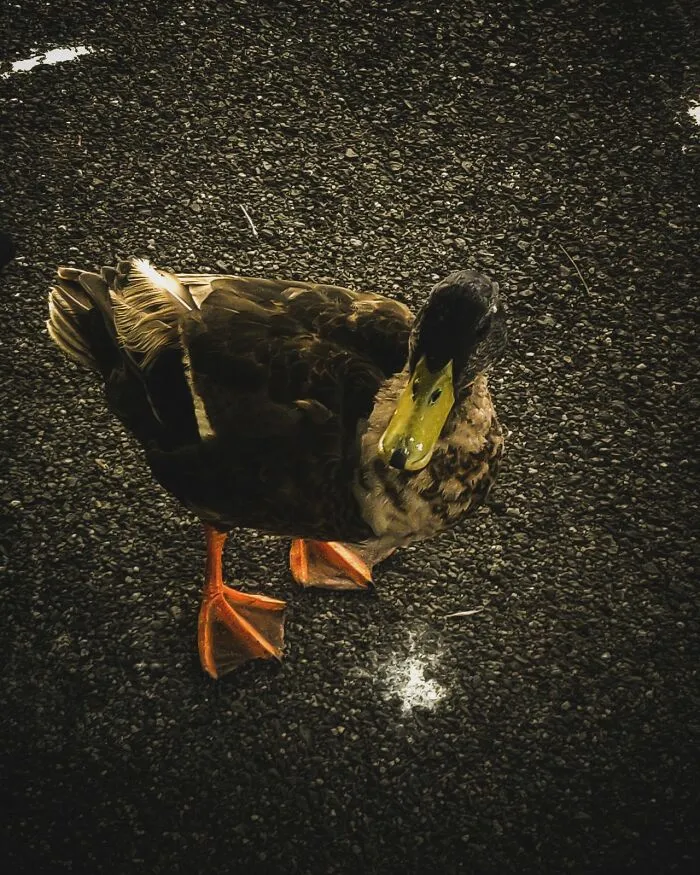 Duck
