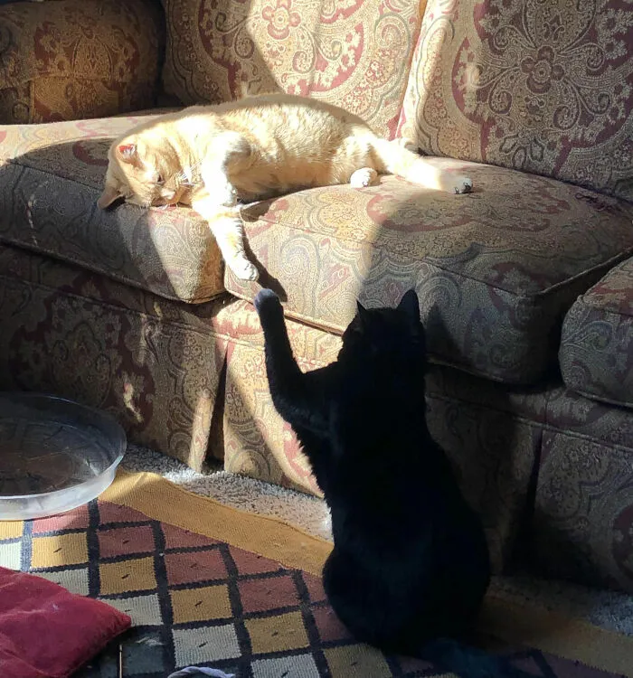 30 Times People Caught “Accidental Renaissance Cats” And Just Had To Share The Pics