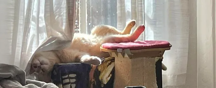 30 Times People Caught “Accidental Renaissance Cats” And Just Had To Share The Pics